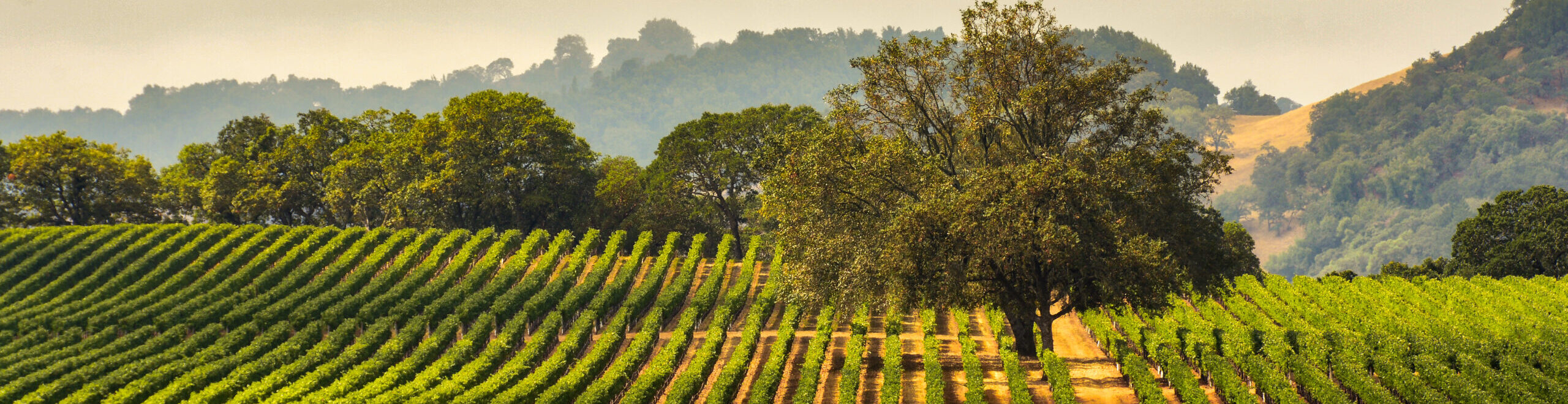 Panorama of a Vineyard with Oak Tree., Sonoma County, California